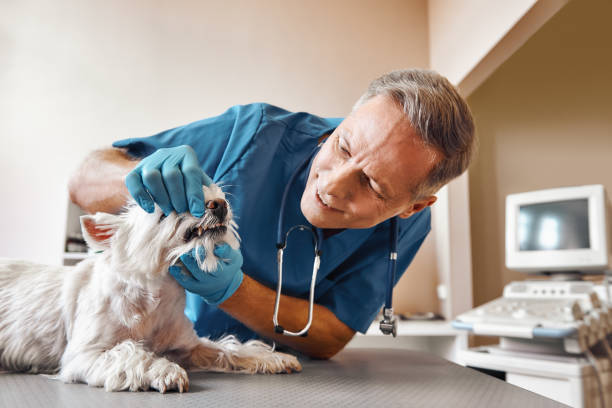 Best Emergency Dental Surgery in Norton, OH